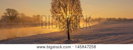 Fog at the Elbe river near Torgau during a winter sunrise. Focus on tree