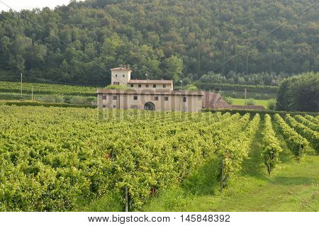 Ancient farm estate with its vineyards in the countryside of Brescia - Italy