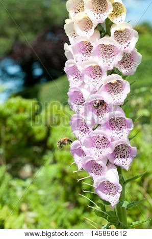 Foxglove Flowers With Close Up Of Purple Petals