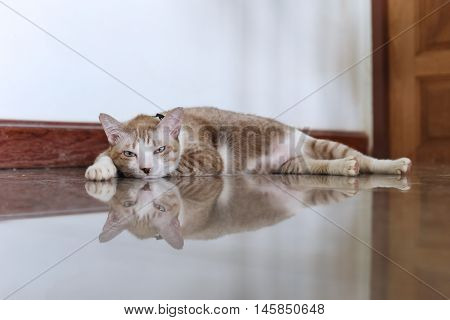 the salit cat is trying to sleep