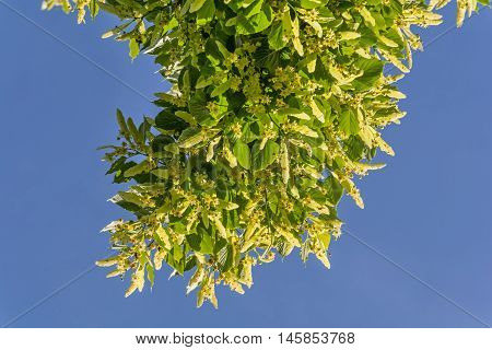 Blooming linden branches against blue sky, lime tree in bloom