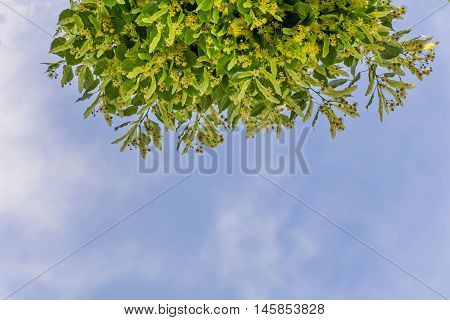 Blooming linden branches against blue sky, lime tree in bloom
