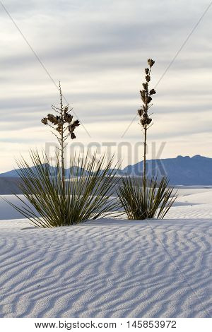 Yucca at White Sands National Monument near Alamogordo New Mexico