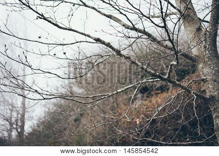 Branches with the buds are showing. mediterranean forest