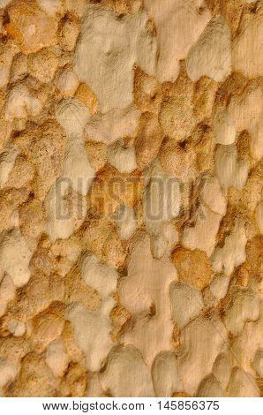 close up shot of texture of a tree