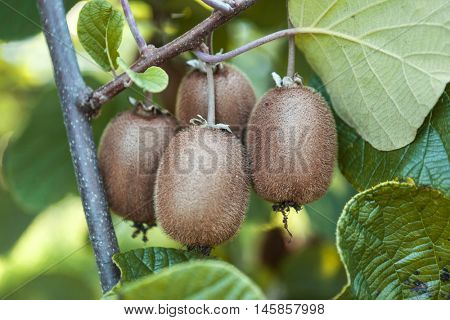 Close-up of ripe kiwi fruit on the bushes. Italy agritourism.