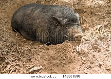 Hog on the farm is lying in the mud and sleeping