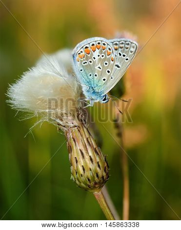 Polyommatus Bellargus, Adonis Blue, Is A Butterfly In The Family Lycaenidae. Beautiful Butterfly Sit