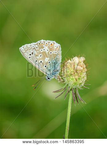 Polyommatus Bellargus, Adonis Blue, Is A Butterfly In The Family Lycaenidae. Beautiful Butterfly Sit