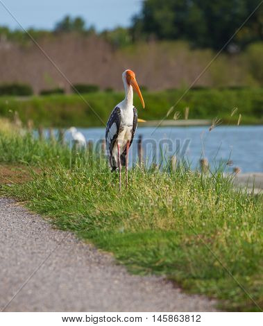Painted Stork, Mycteria Leucocephala