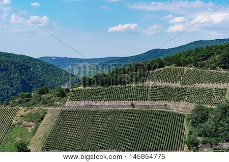 Rural landscape with vineyards and hills on sunny summer day