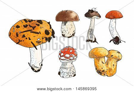 Vector illustration of mushrooms set: russula, boletus, chanterelles, Leccinum aurantiacum red cup boletus, Leccinum brown.