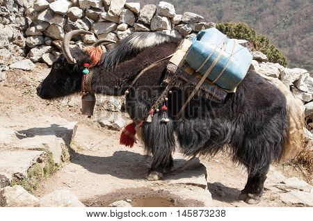 Black yak - bos grunniens or bos mutus - on the way to Everest base camp - Nepal