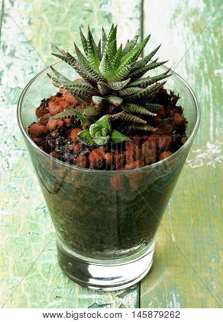 Small Haworthia Margaritifera Succulent Plant with Spikes in Glass Flower Pot closeup on Cracked Wooden background
