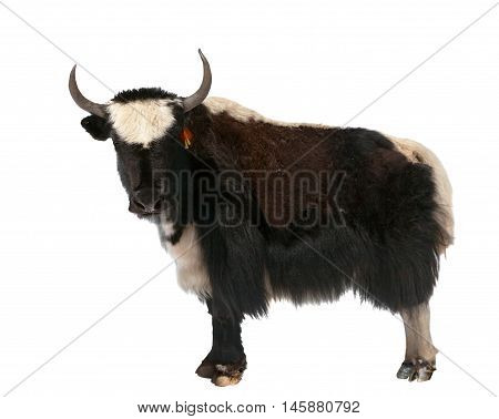 Black and white yak (Bos mutus) isolated on white background