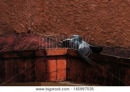 Rock Pigeons sun bathing and isolated with red