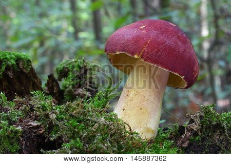 tricholomopsis rutilans, fungi, mushroom, red, forest, moss