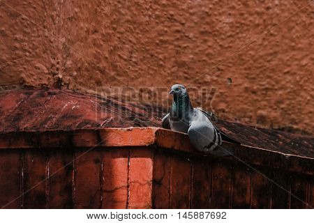 Rock Pigeons sun bathing and isolated with red