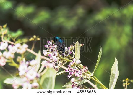 Purple Sun-bird sitting and collecting nectar from flowers