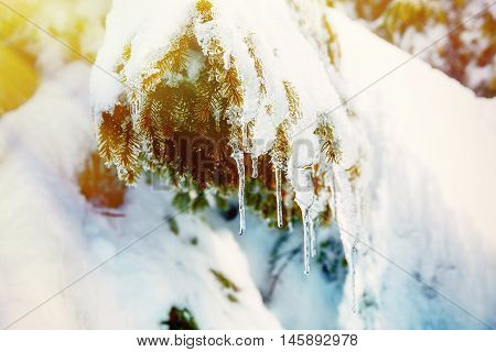 Beautiful snow smrek. Beautiful detail of tree and sun light