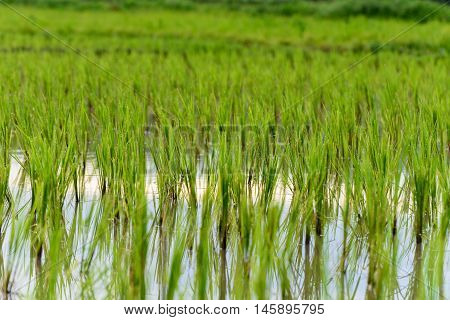 Rice growing in the field at Chiang Mai, Thailand.