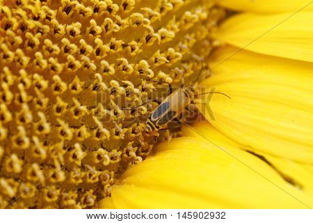 Macro image of cucumber beetle on sunflower stamin
