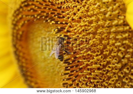 Macro image of honeybee on sunflower stamin