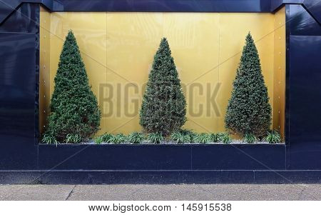 Three Evergreen Pine Tree Bush With Gold Background