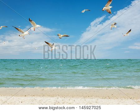Seagull birds white group flying  fishing above blue sea and sand beach