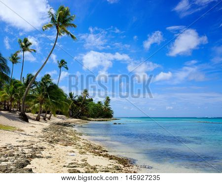 Beautiful caribbean sea and green palmen.Sommer ocean landscape as background.