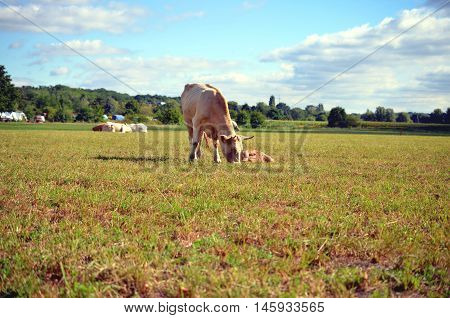 white cow with calf on the meadow in summer