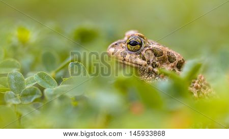 Green Toad Peeking From Grass