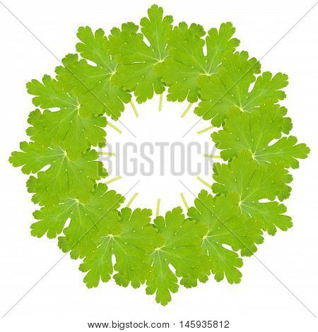 Geranium sanguineum leaves arranged in a circular collage isolated on white.