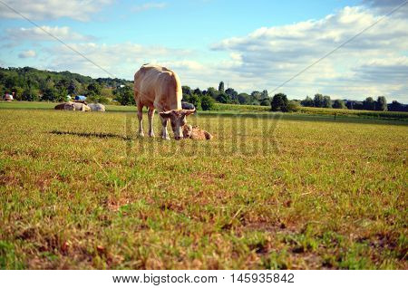 white cow with calf on the meadow in summer