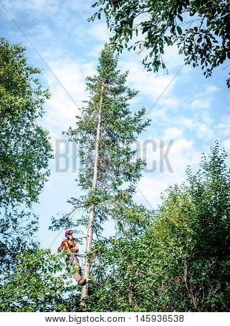 Quebec Canada - August 5 2016 : Professional lumberjack cutting tree on the top with a chainsaw in Quebec country Canada -- serial pictures