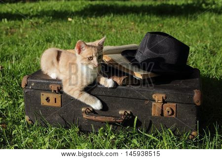 the kitten red sits on an old suitcase in a garden
