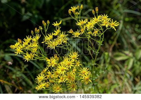 Yellow wildflowers in the a green grass.