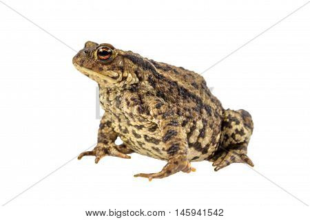 Common Toad On White