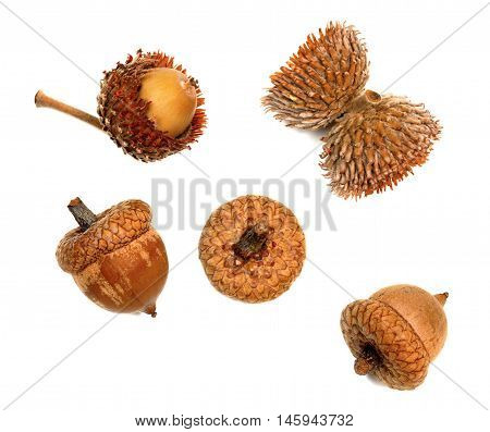 Autumnal Acorns Isolated On White Background
