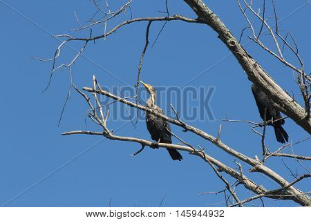 Double-crested cormorants (Phalacrocorax auritus) in a bare tree beside a large river against a blue sky
