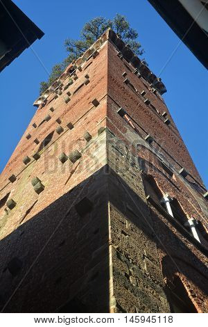 Torre Guinigi in the city Lucca Italy
