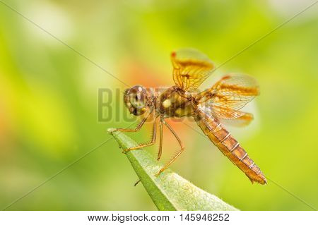 Eastern Amberwing dragonfly resting on a leaf