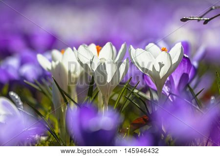 White Crocusses Blooming Amidst Purple Flowers
