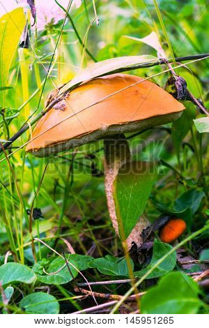 Forest picking mushrooms in the green grass. Edible mushroom picking. Leccinum scabrum.