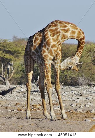 Wild Animals Of Africa: Giraffes