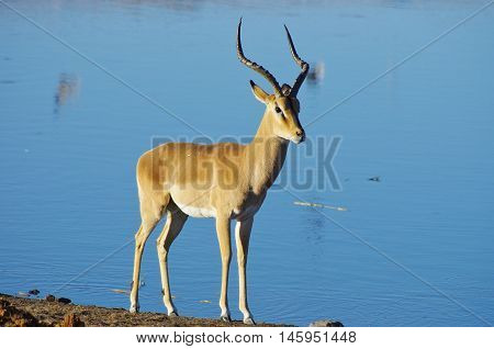 Wild Animals Of Africa: Gazelles