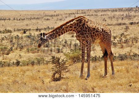 Wild Animals Of Africa: Giraffes