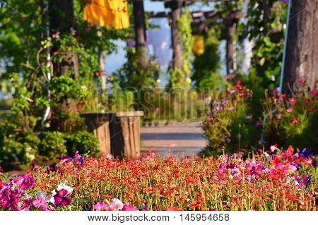 Flower in garden with beuatiful nature walkway