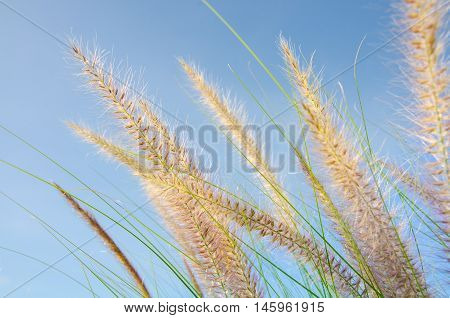 The Brown Grass Flower Sunset and Blue Sky