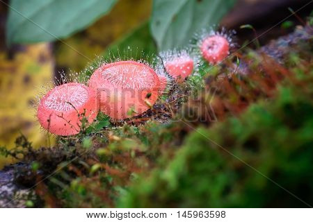 Pink fungicup or Cookeina tricholoma mushroom in the forest with moss.Champagne mushroom in rain forest.Close up.